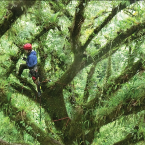 IBES faculty member climbing tree in dense forest