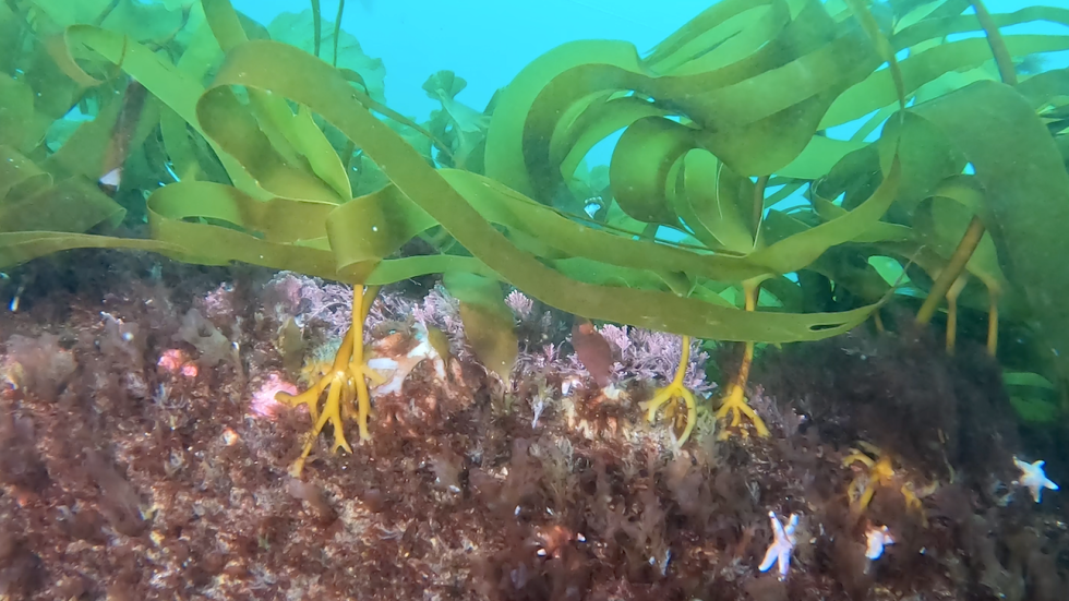 S. digitata kelp
