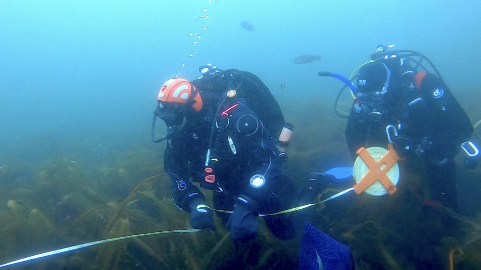 Two divers wind up transect tape after conducting underwater surveys