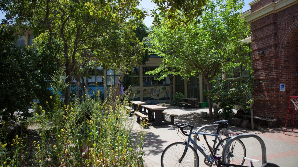 trees outside a school