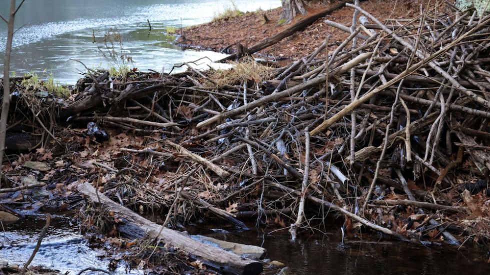 Beaver dam