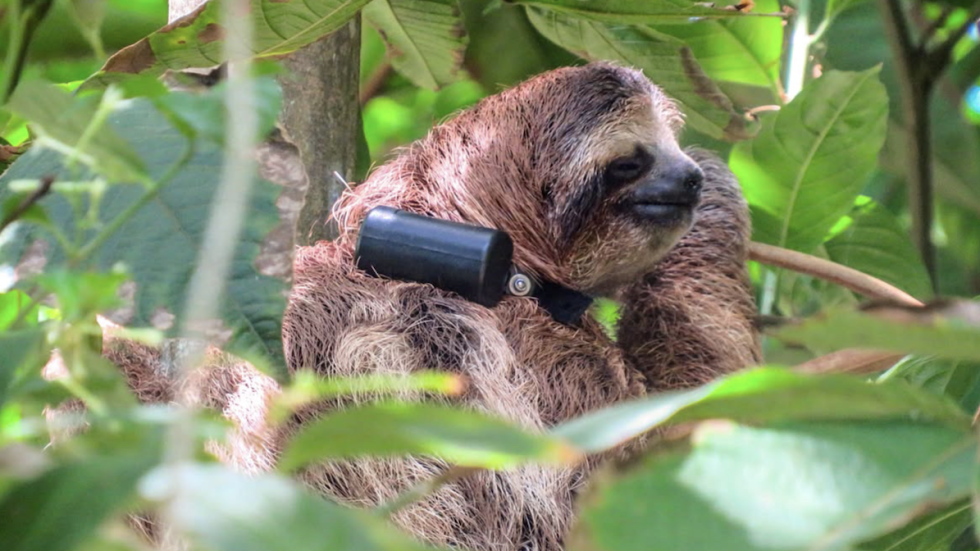 Three-toed sloth