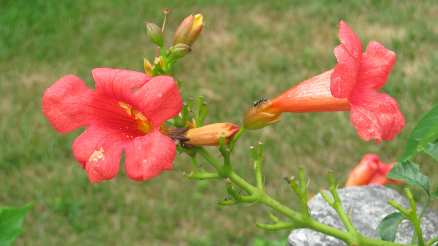 Campsis radicans