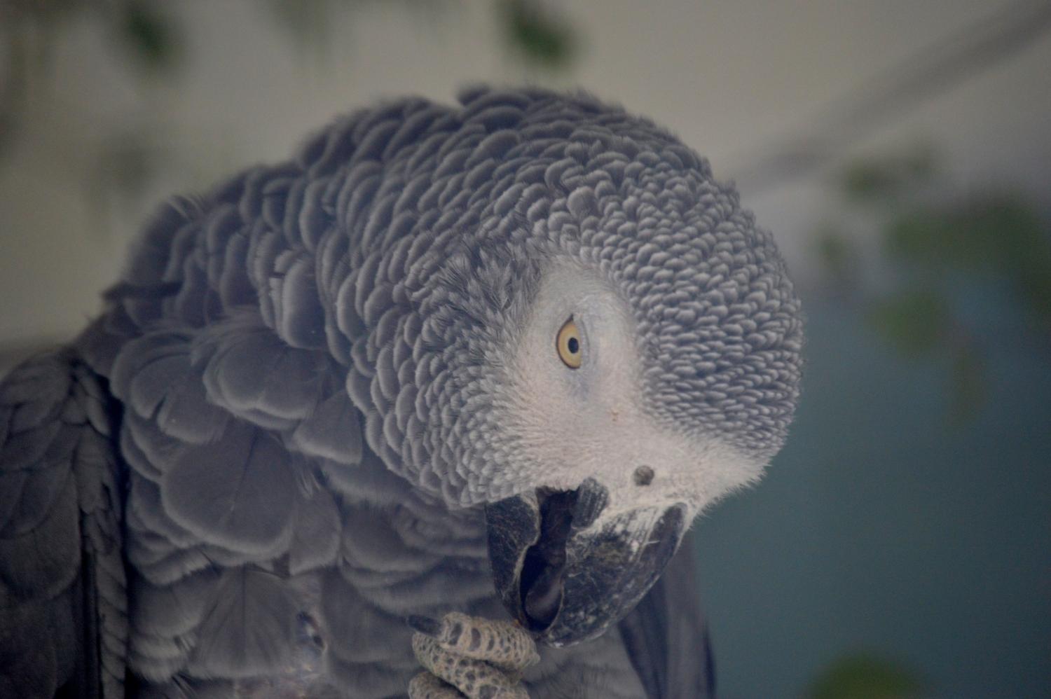 African Grey Parrot