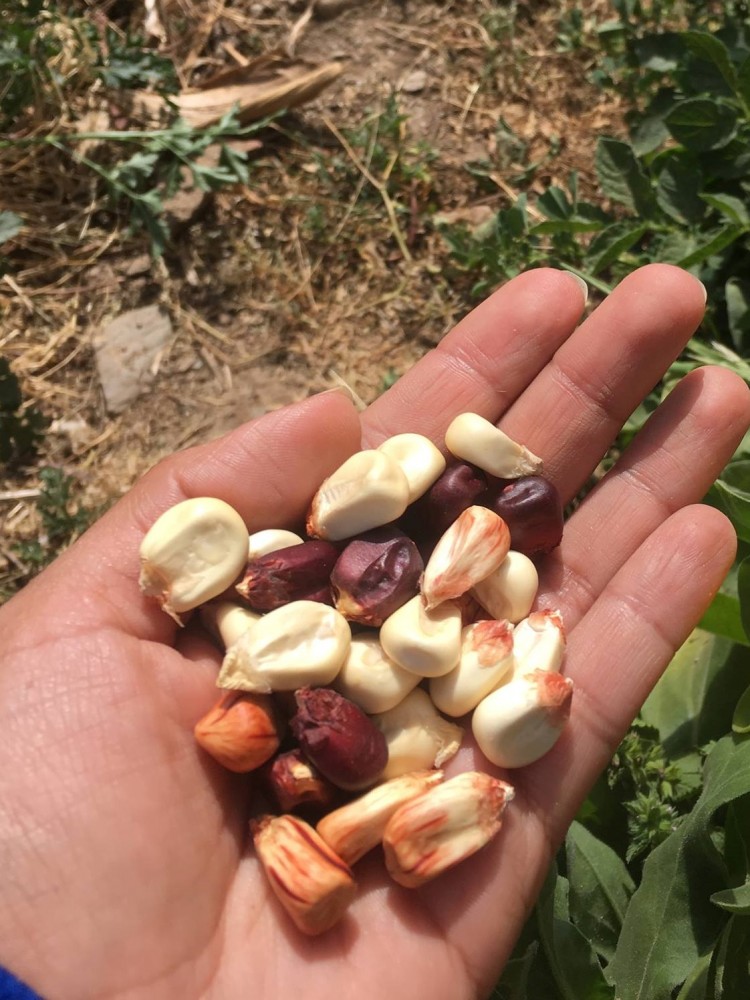 Quechua native seeds