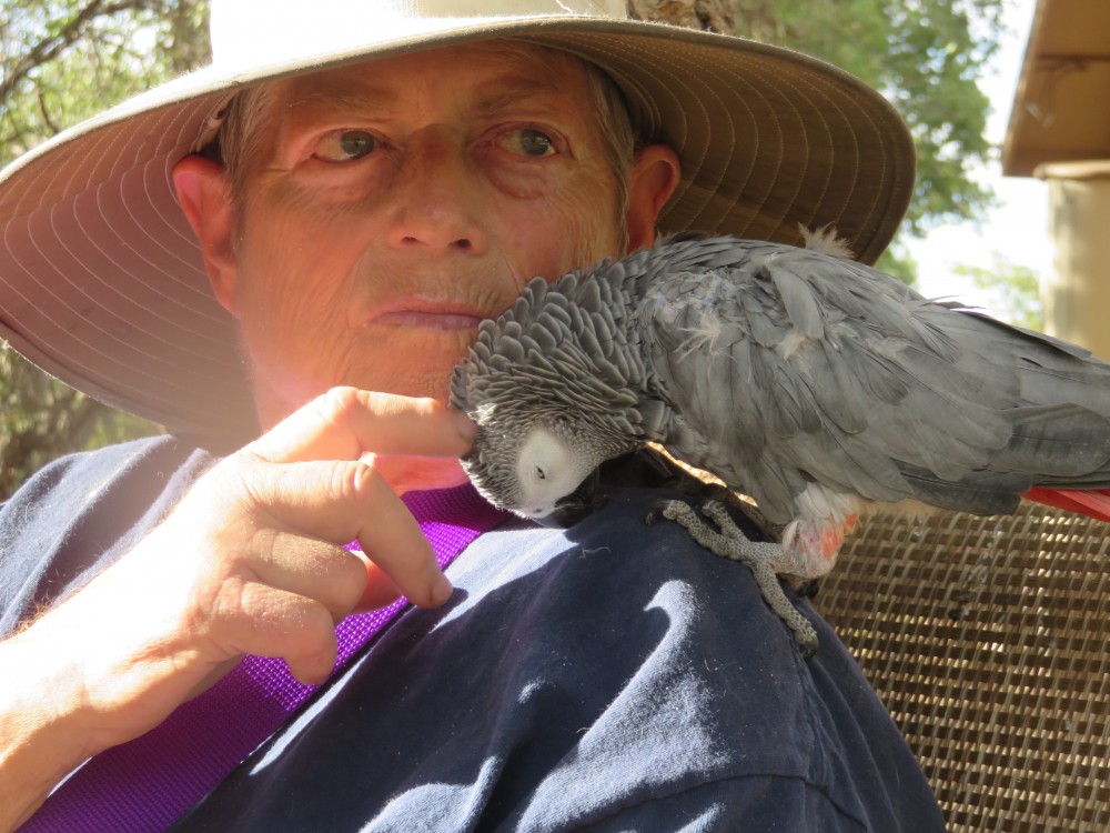 Cookie the African Grey