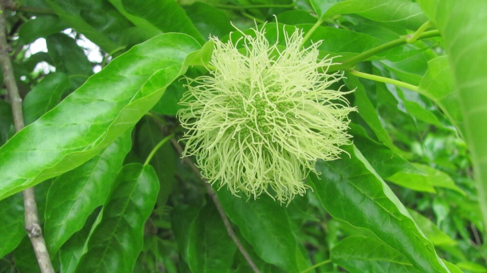 Osage orange