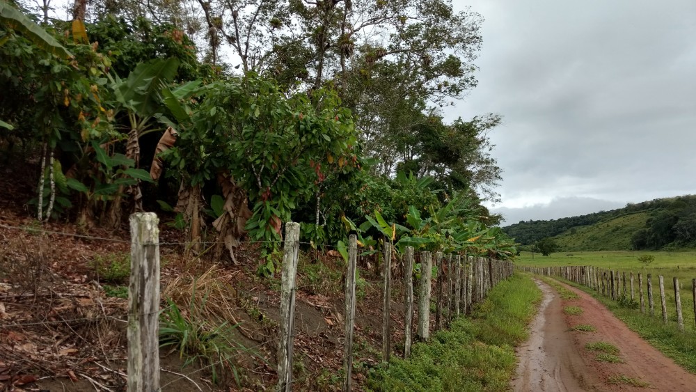 Bahia plantation growing cocoa
