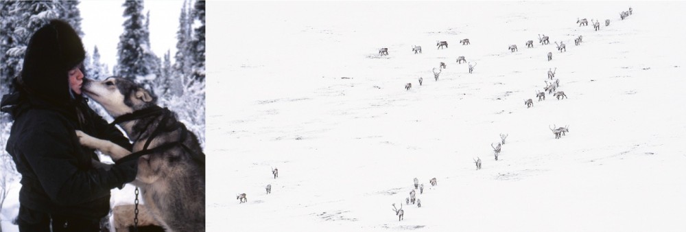 Caribou making their fall migration