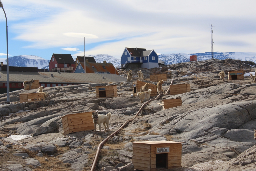 Sled dogs and houses