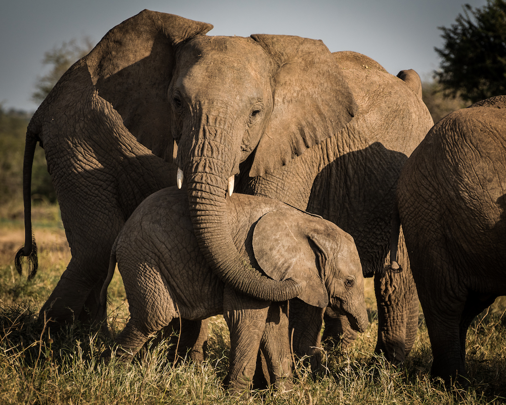 Mpala Research Center Elephants