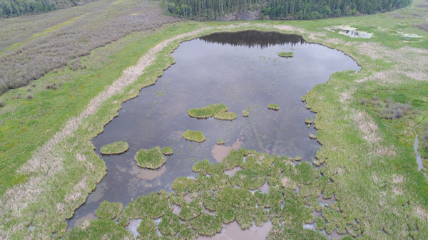 Cattail marsh in Canada