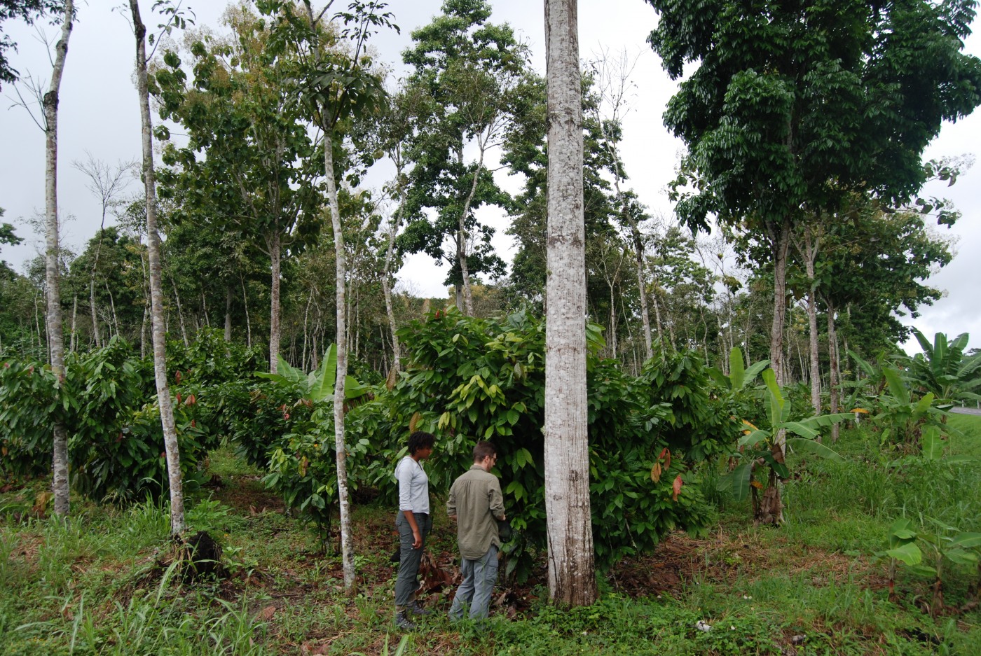 Lovinia Reynolds '17 and IBES postdoc Justin Becknell engage in an agroforestry experiment.