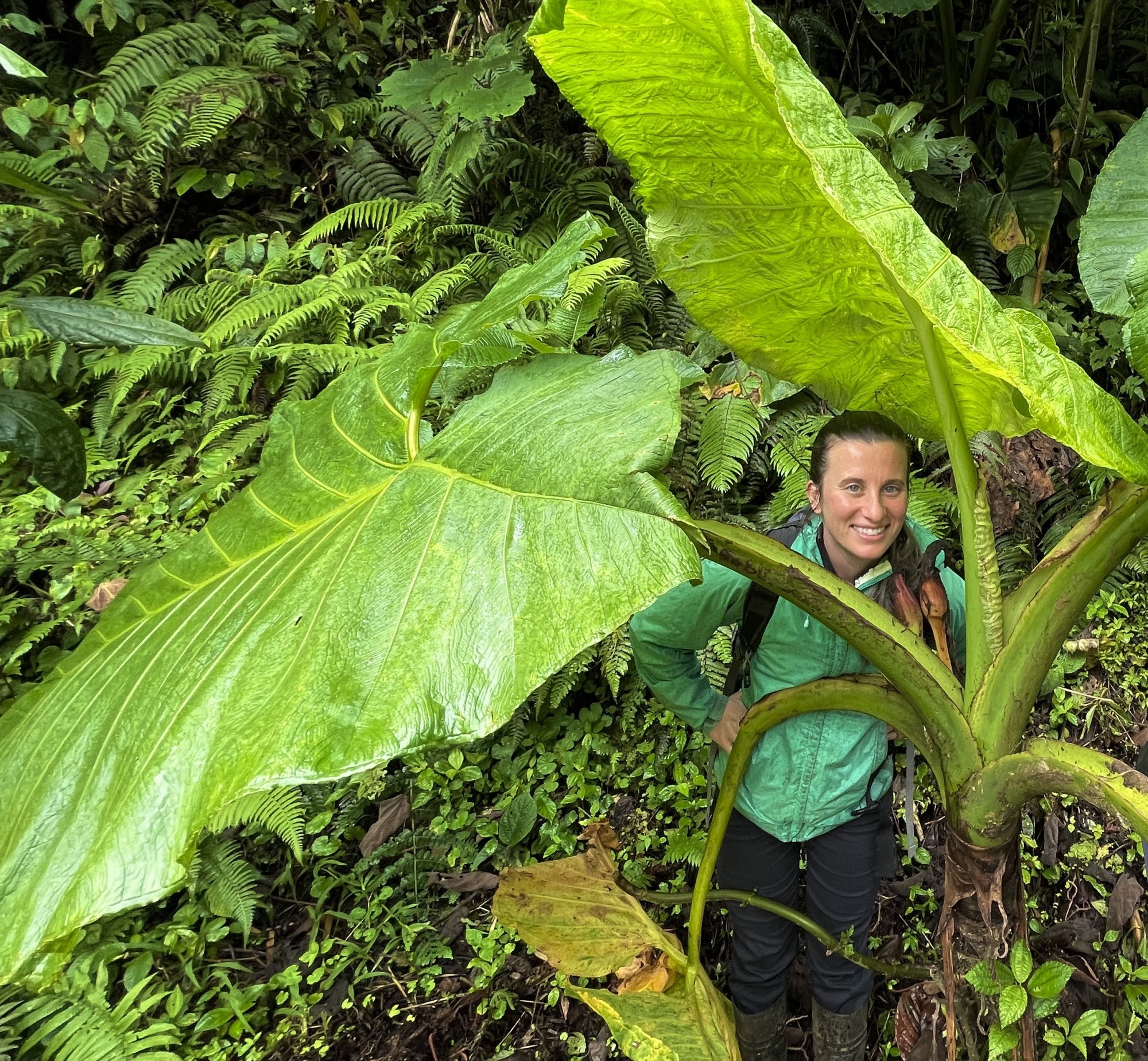 emily hollenbeck looks up through large leaves